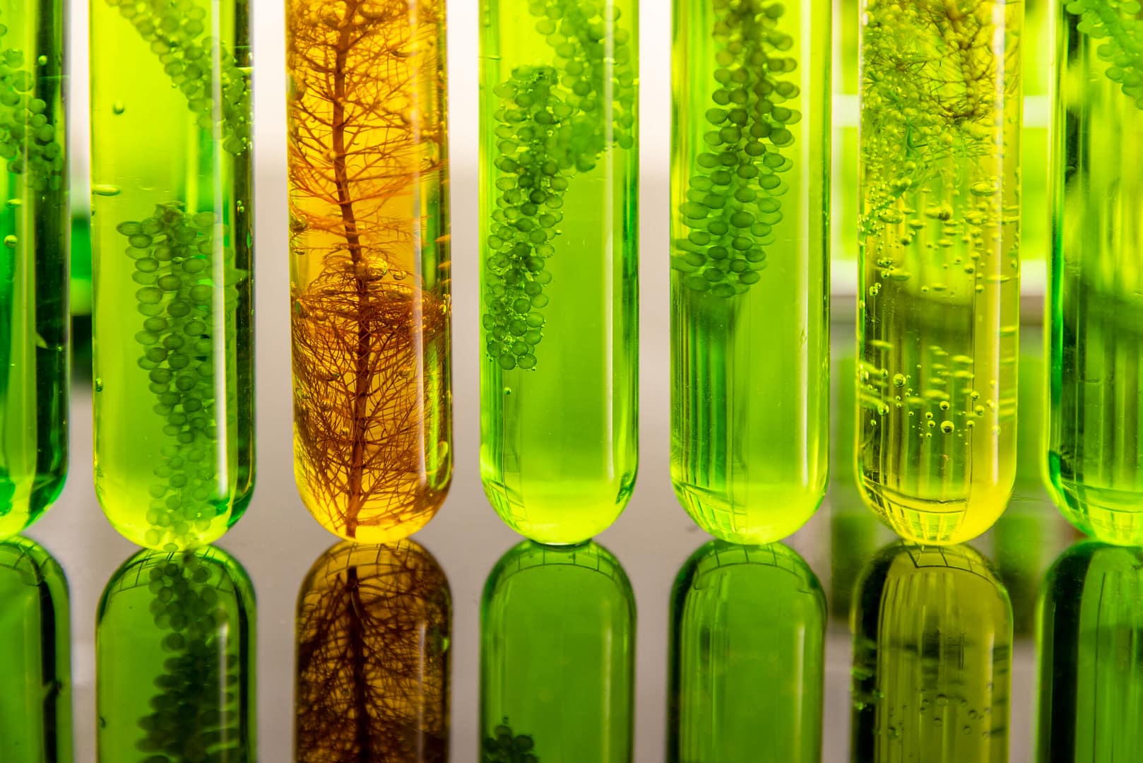 Algae biofuel has a low carbon footprint.