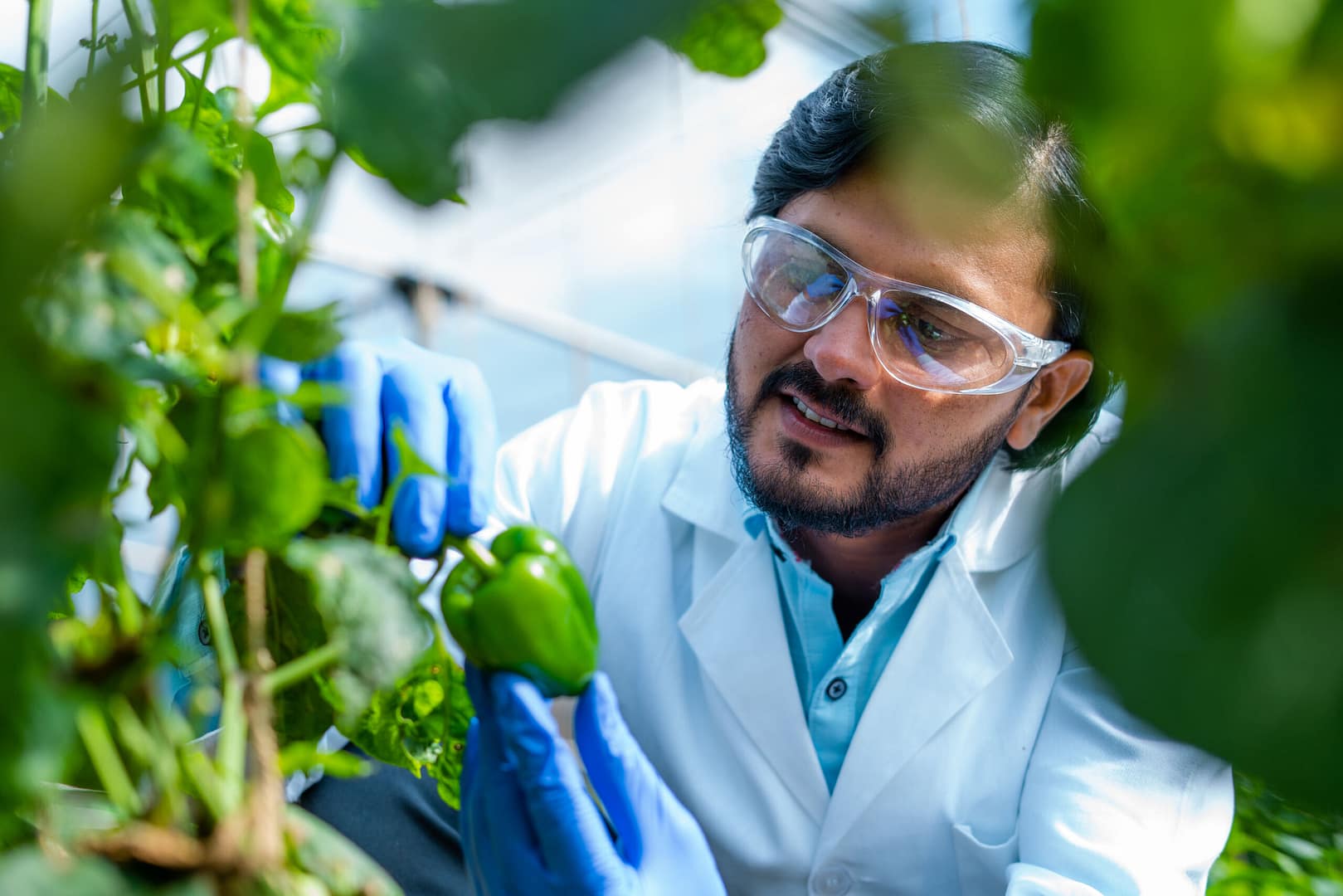 Happy smiling agro scientist seeing lab grown capsicum vegetable plant at greenhouse – conept of professional occupation, successful and research analyst