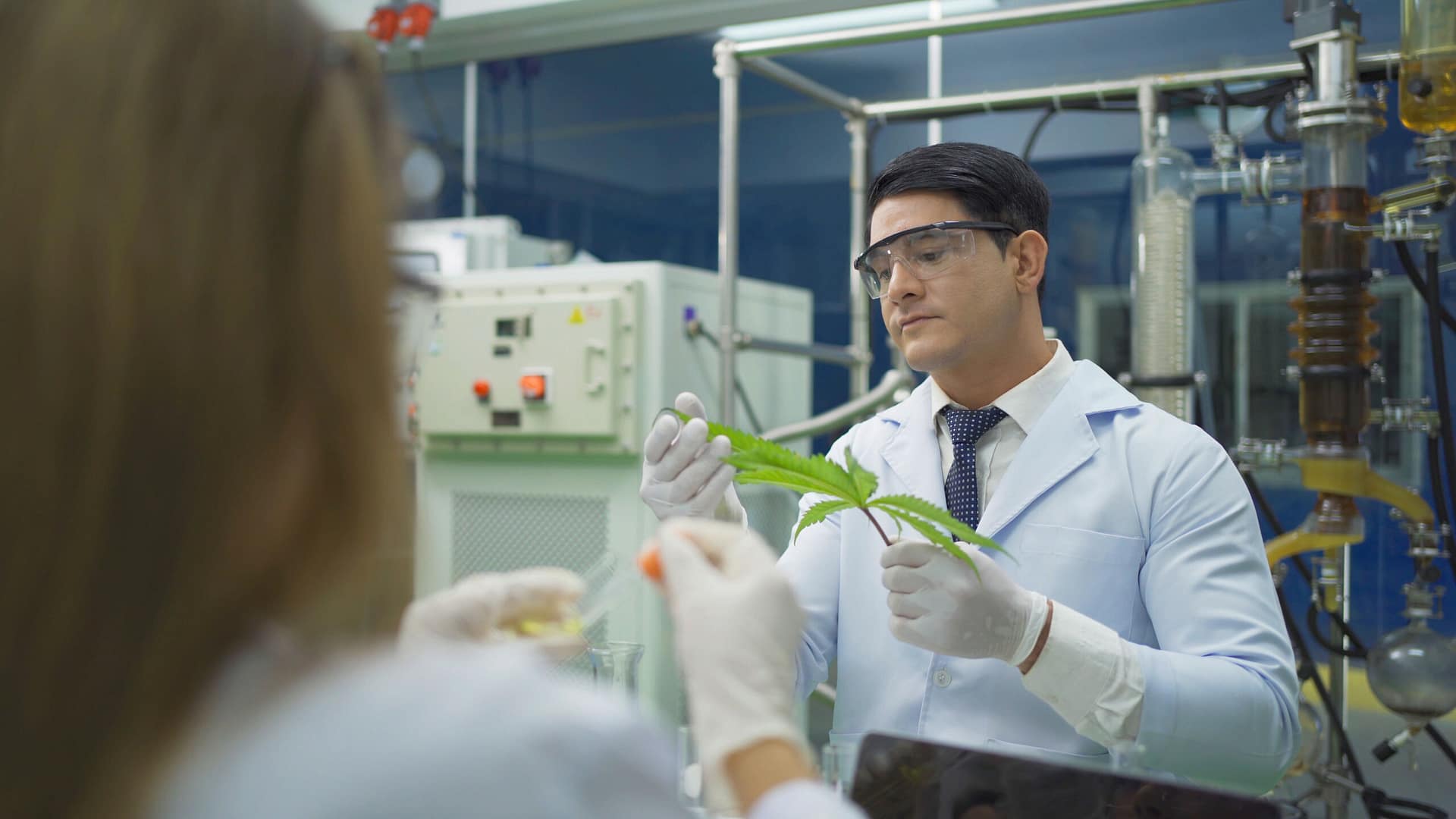 A scientist team working in marijuana or cannabis farm lab to analysis and develop product in laboratory in technology medical, chemistry, healthcare, research concept. Experimental science. People. Agritechnology allows plant based materials to be optimised to be used in a wide range of food and non-food applications